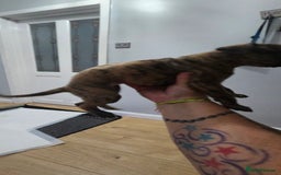 Whippet dogs for sale: Whippet puppies  - Image 7