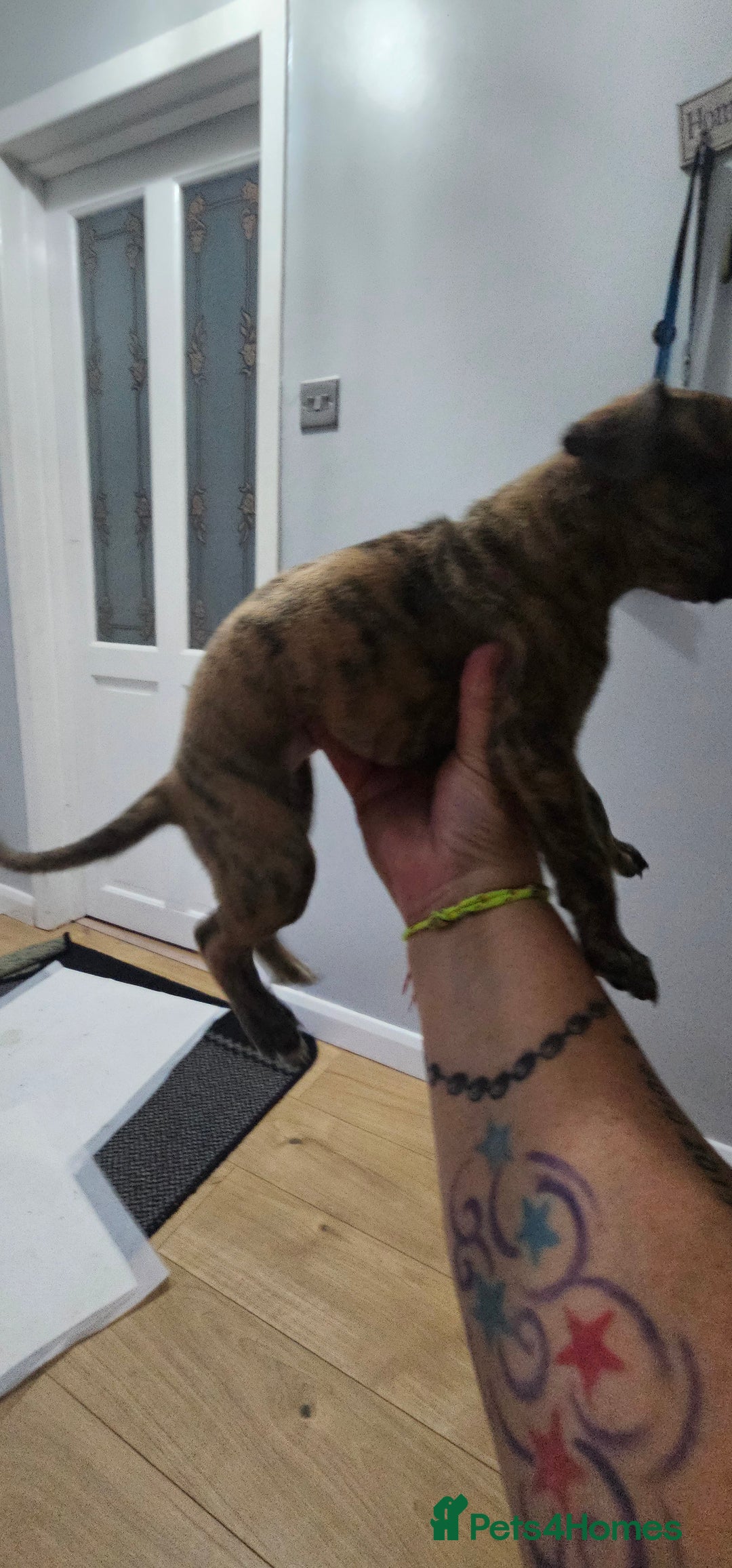 Whippet dogs for sale: Whippet puppies  - Image 7