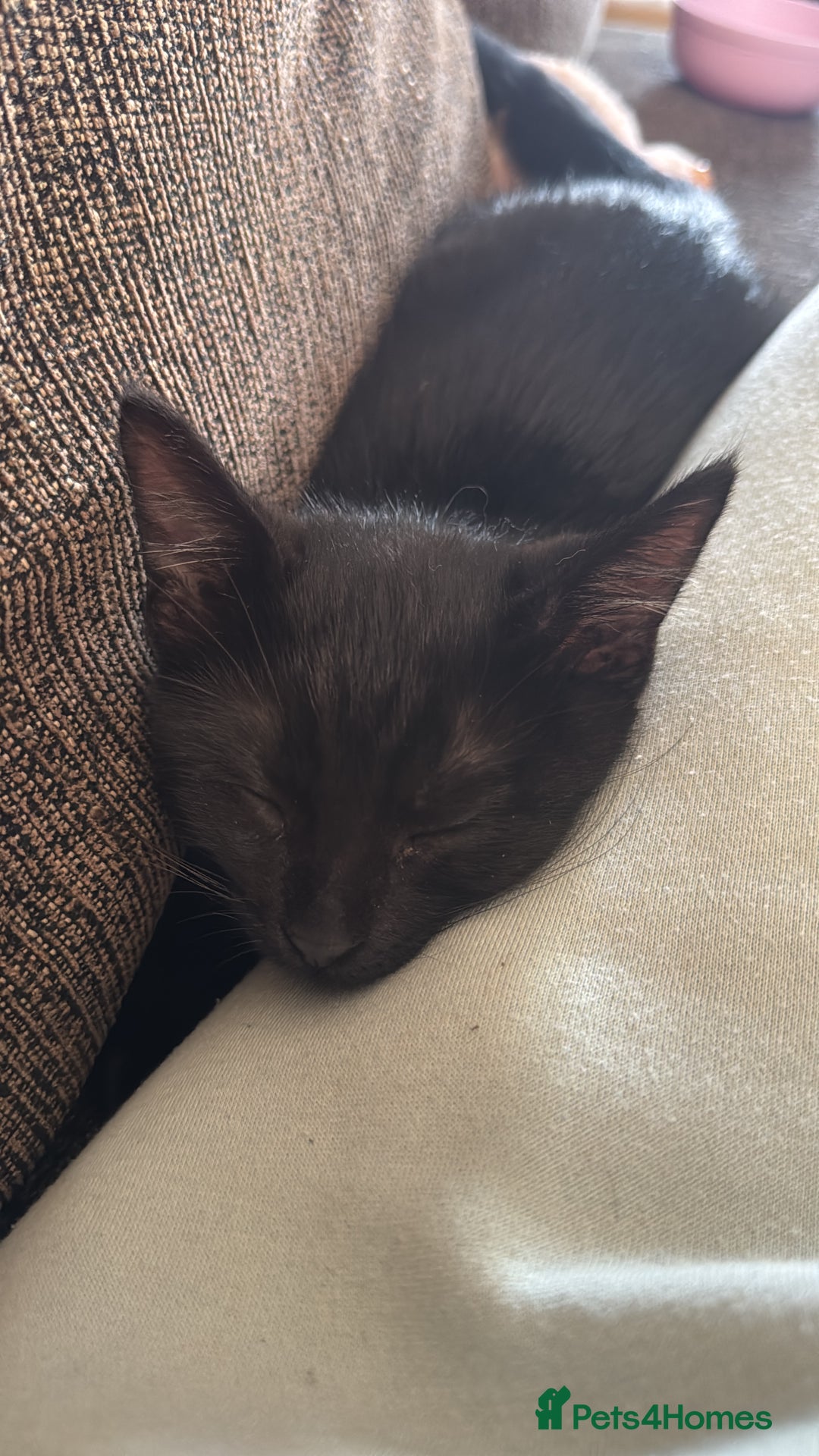 Mixed Breed cats for sale: Male cat for rehoming! - Advert 2