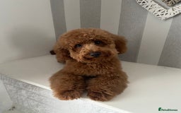 Cavapoochon dogs for sale: Cavapoochons!!  - Image 7