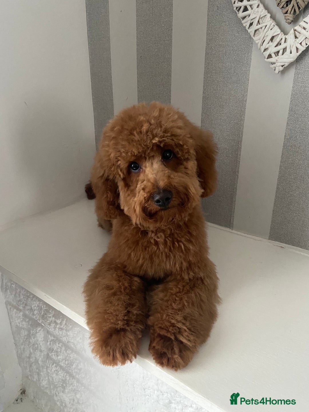Cavapoochon dogs for sale: Cavapoochons!!  - Image 7