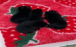 German Spitz dogs for sale: KC Registered German Spitz Mittel - Image 1