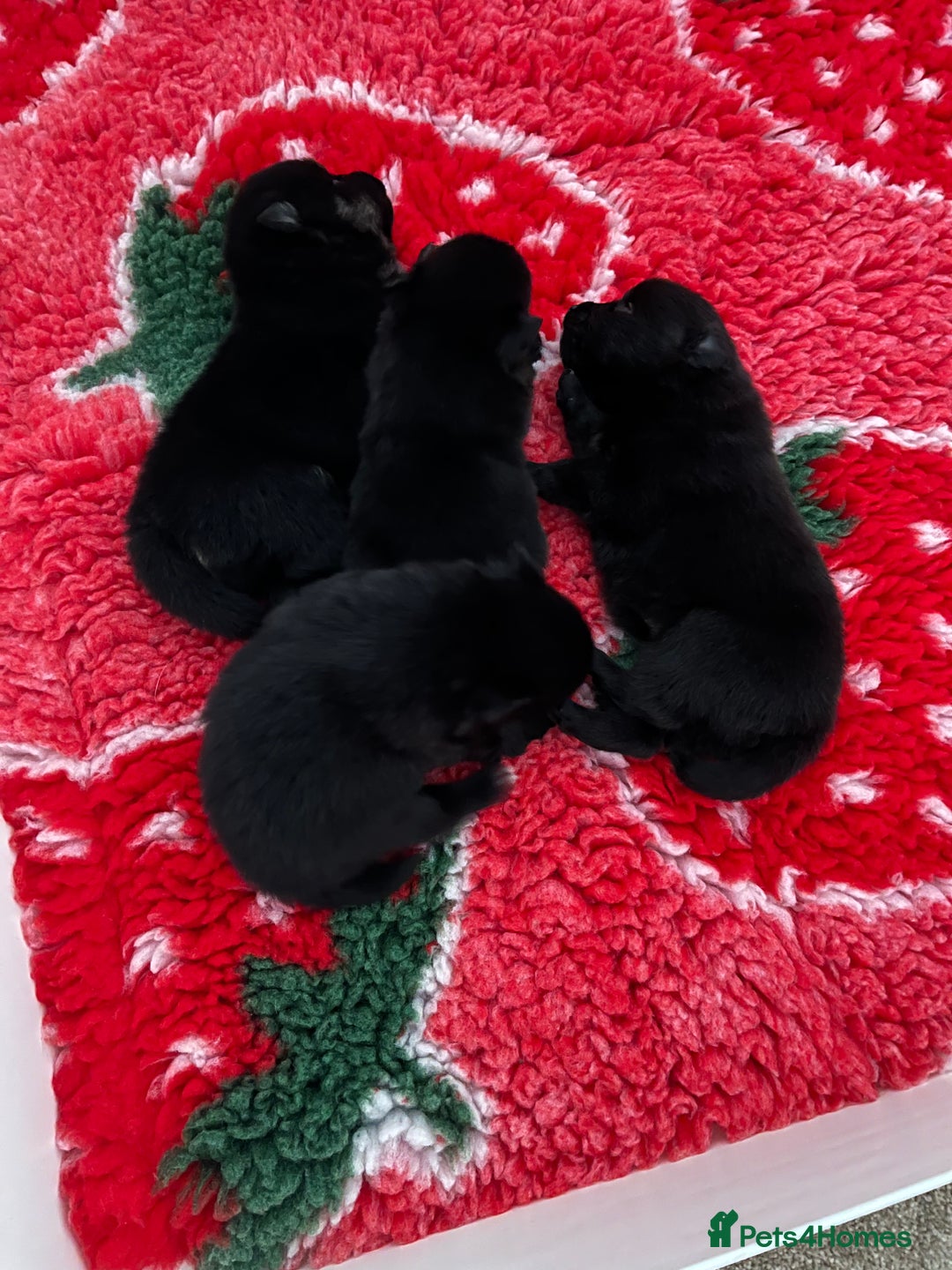 German Spitz dogs for sale: KC Registered German Spitz Mittel - Image 1