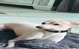 Italian Greyhound dogs for stud:  Proven Full bred American lines  - Image 1
