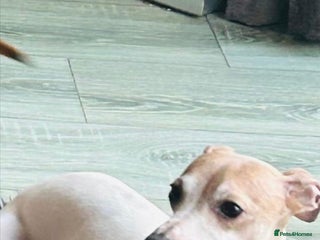 Italian Greyhound dogs - Advert 5