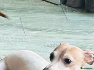 Italian Greyhound dogs Proven Full bred American lines - Advert 12