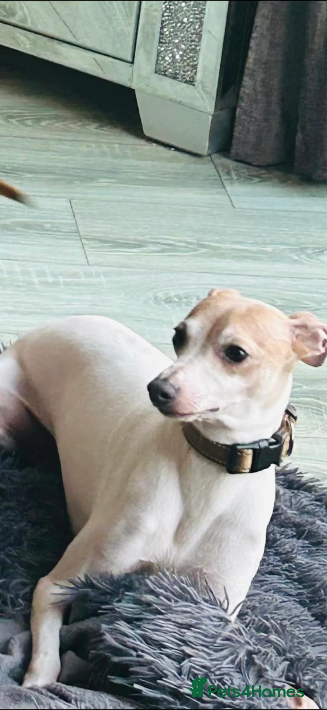 Italian Greyhound dogs for stud:  Proven Full bred American lines  - Advert 1