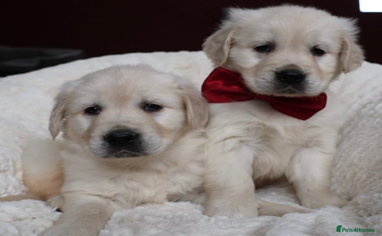 Golden Retriever dogs - Advert 2