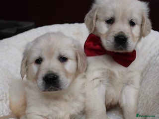 Golden Retriever dogs - Advert 5