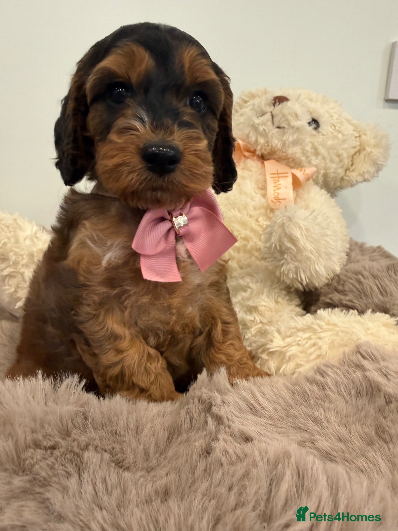 Cockapoo dogs Beautiful f1 sable pups. Full DNA & health clear. - Advert 5