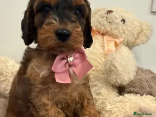 Cockapoo dogs Beautiful f1 sable pups. Full DNA & health clear. - Advert 5