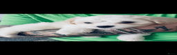 Maltese dogs for sale: Maltese bichon puppies - Advert 9