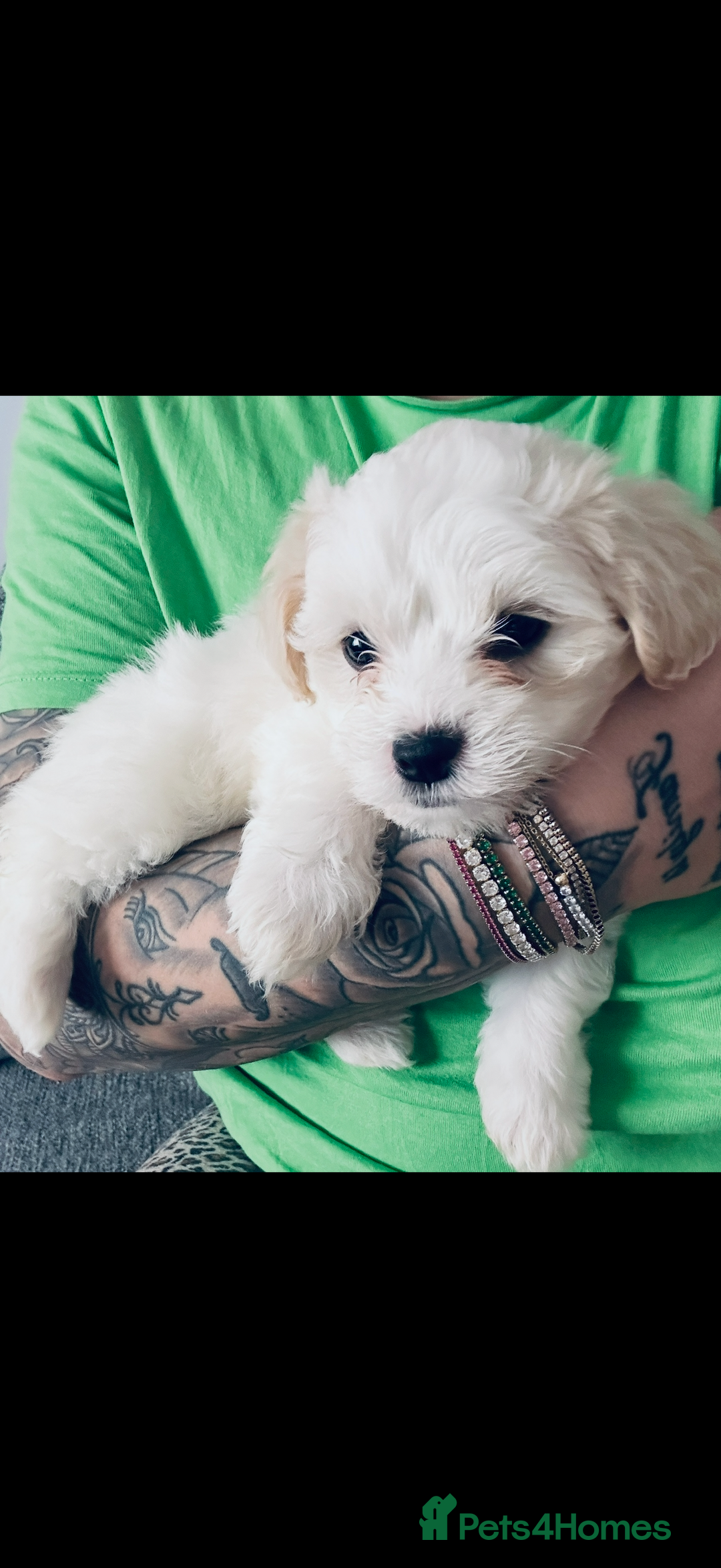 Maltese dogs for sale: Maltese bichon puppies - Advert 9