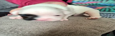 Boxer 2