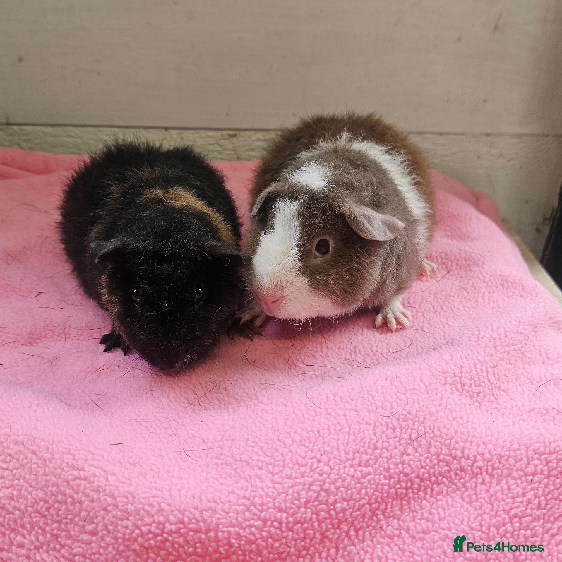 Guinea Pig rodents Teddy boars & sows  - Advert 17