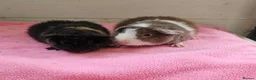 Guinea Pig rodents for sale: Teddy boars & sows  - Advert 10