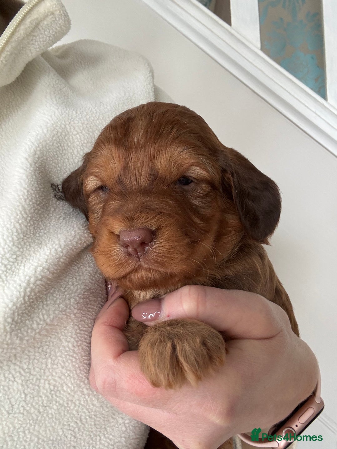 Cockapoo dogs for sale: Stunning F1 Cockapoo Puppies KC Parents  - Advert 6