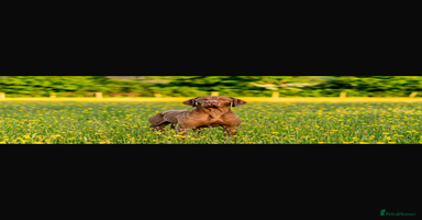 Mixed Breed dogs - Advert 6