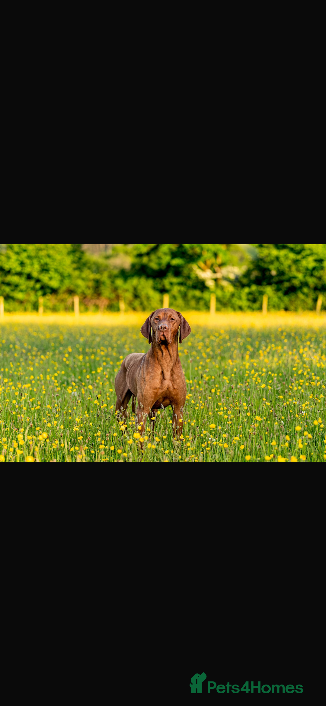 Mixed Breed dogs for sale: Hungarian Vizsla - Image 2