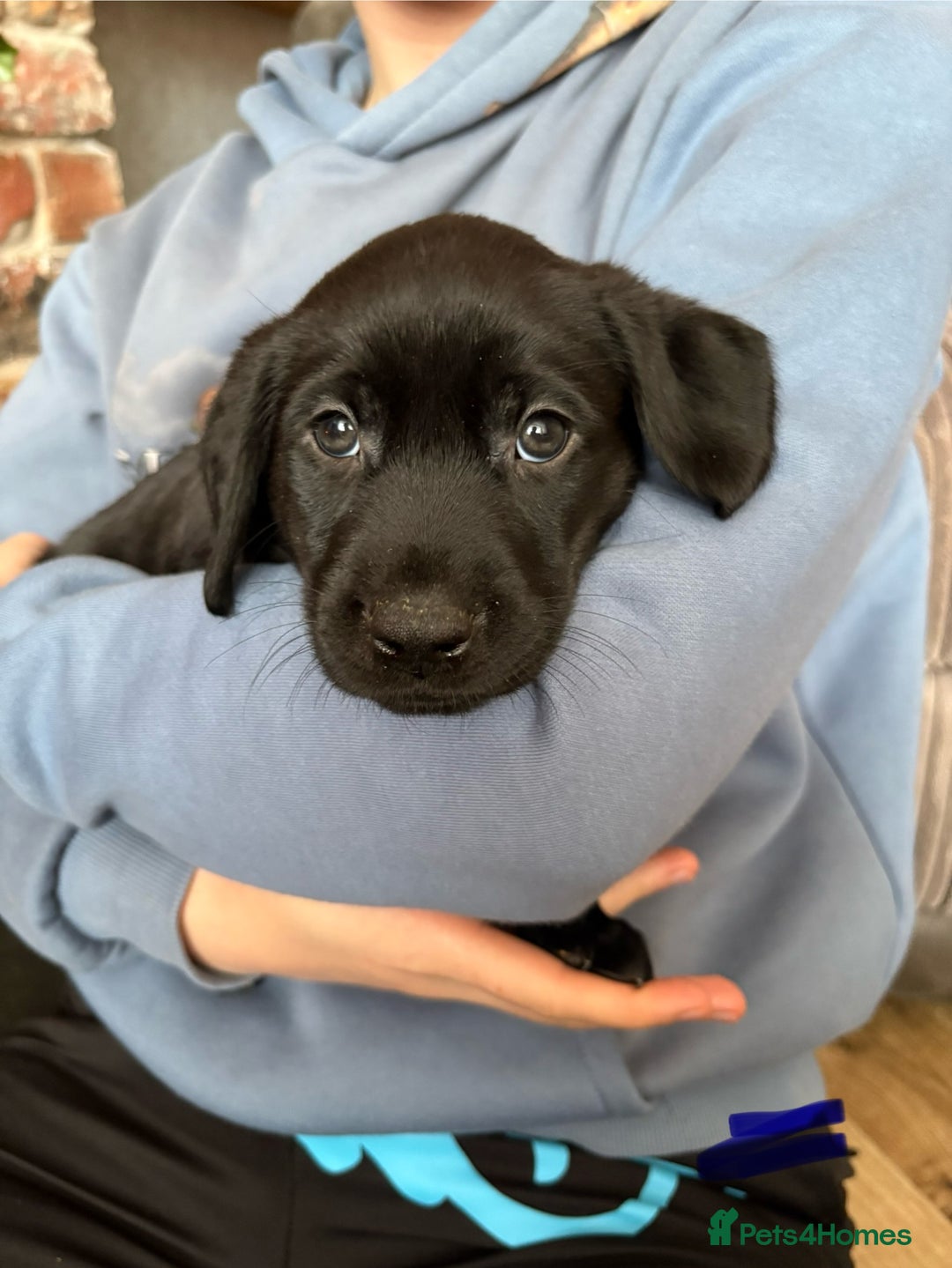 Labrador Retriever dogs for sale: Black Lab Pup - Advert 4