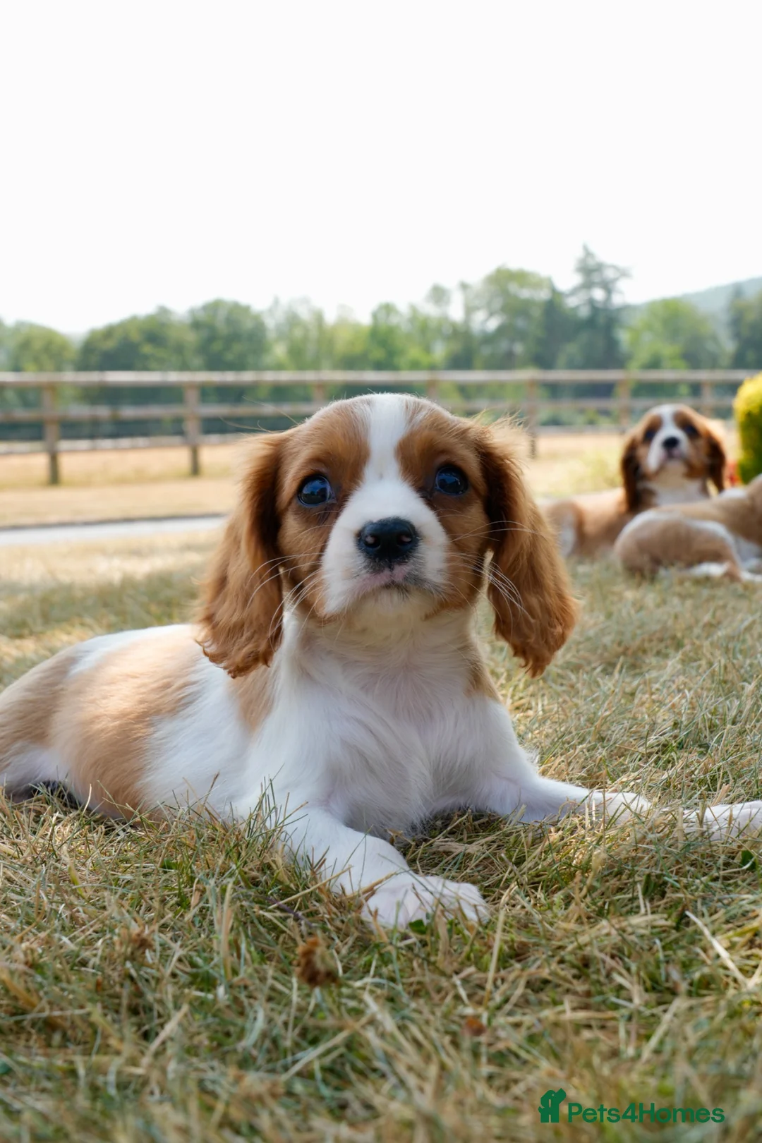 Cavalier King Charles Spaniel dogs for sale: ⭐️Cavalier King Charles puppies⭐️ - Advert 17