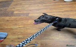 English Springer Spaniel dogs for adoption: DAISEY THE SPRINGER & WINNIE THE LABRADOR X PARSON - Image 12