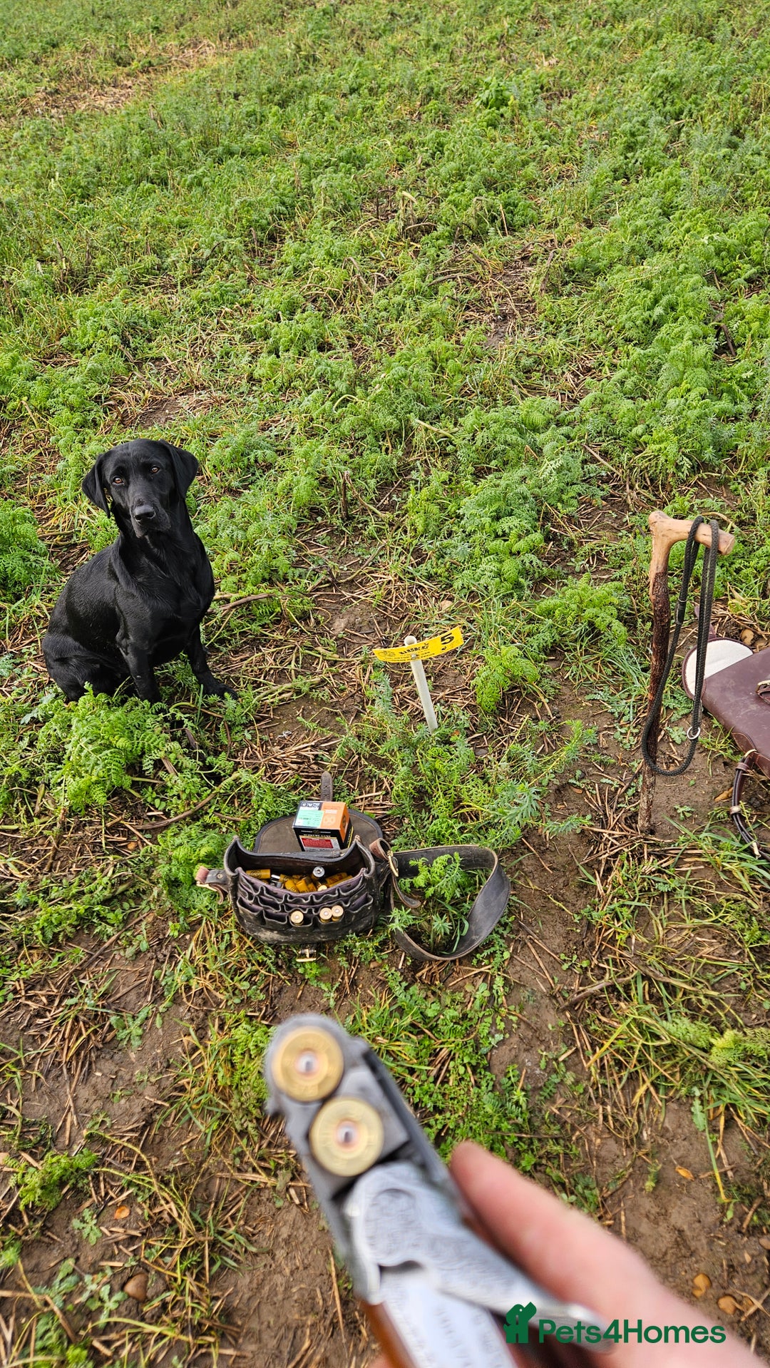 Labrador Retriever dogs for sale: Labrador puppies 3 boys ready to go 8th August  - Image 8