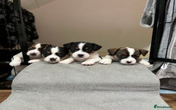 Jack Russell dogs for sale: Jack Russell puppies,Parents reg.Kennel club, - Image 1