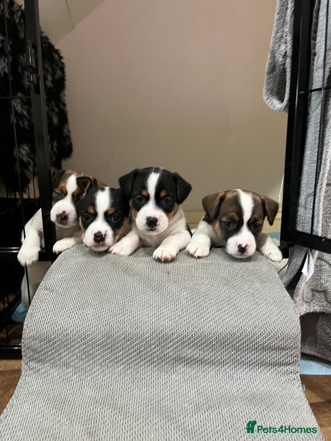 Jack Russell dogs for sale: Jack Russell puppies,Parents reg.Kennel club, - Image 1