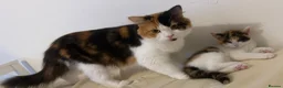 Mixed Breed cats for sale: Beautiful kitty looking for forever home  - Advert 1