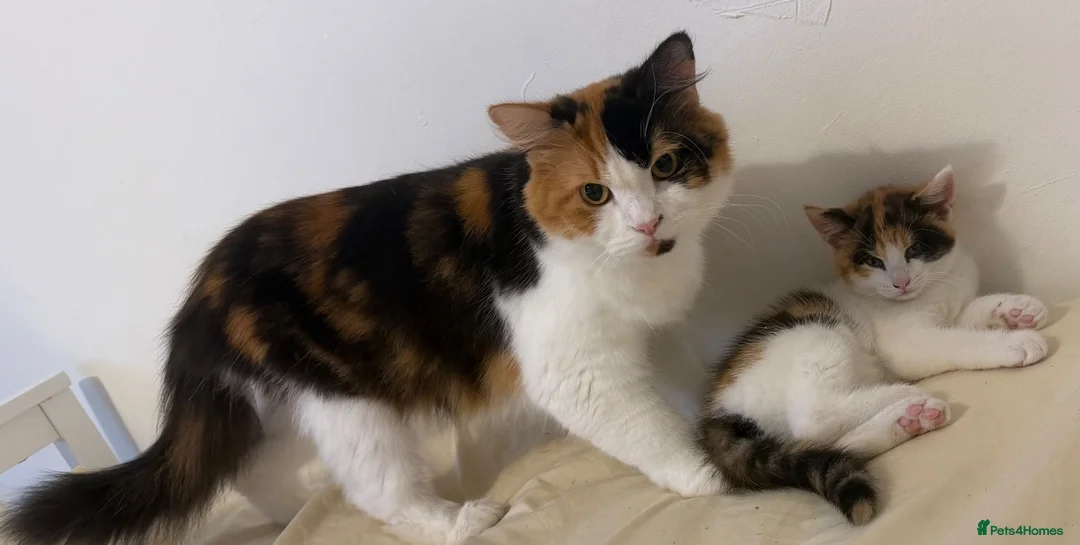 Mixed Breed cats for sale: Beautiful kitty looking for forever home  - Advert 1