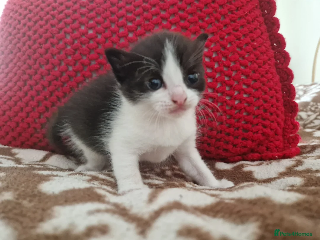 Mixed Breed cats for sale: Kitten  in Bracknell - Advert 2