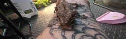 Gecko reptiles for sale: PinStripe Gargoyle Gecko - Advert 4