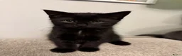 Mixed Breed cats for sale: Adorable Kittens Looking for Their Forever Homes  in Mansfield - Advert 2