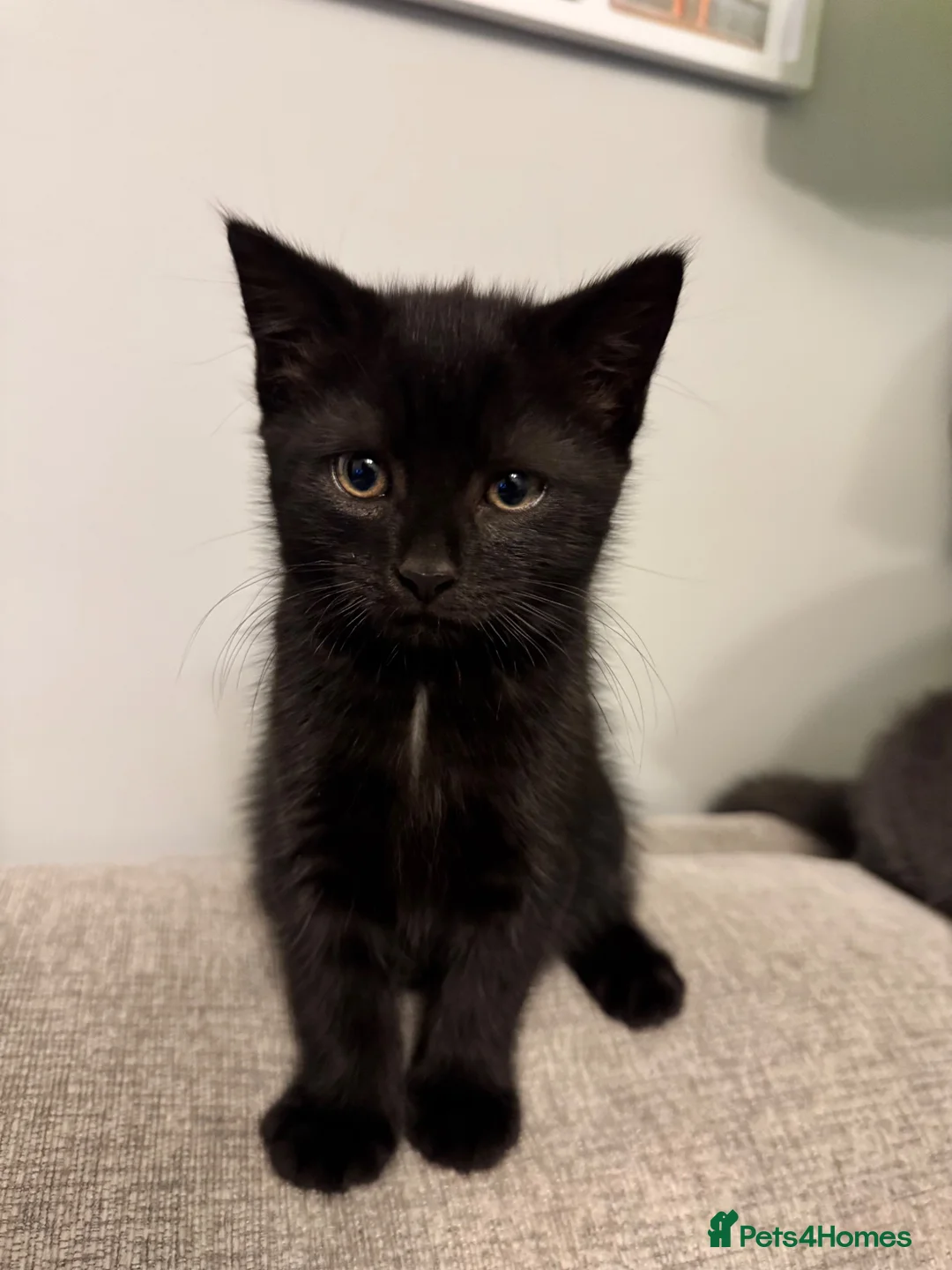 Mixed Breed cats for sale: Adorable Kittens Looking for Their Forever Homes  in Mansfield - Advert 2
