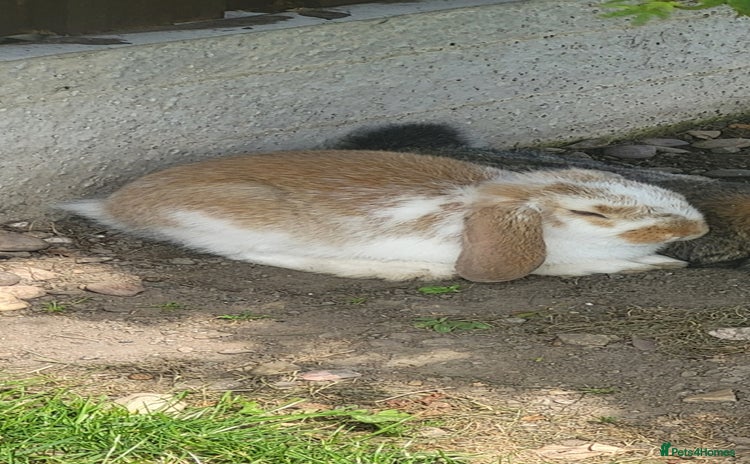 Mixed Breed rabbits - Advert 2