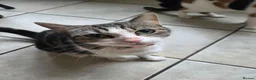 Mixed Breed cats for sale: Gorgeous black and white kitten - Advert 3