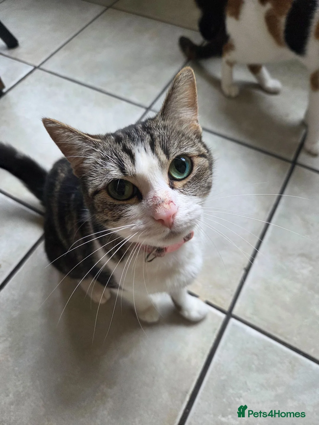 Mixed Breed cats for sale: Gorgeous black and white kitten - Advert 3