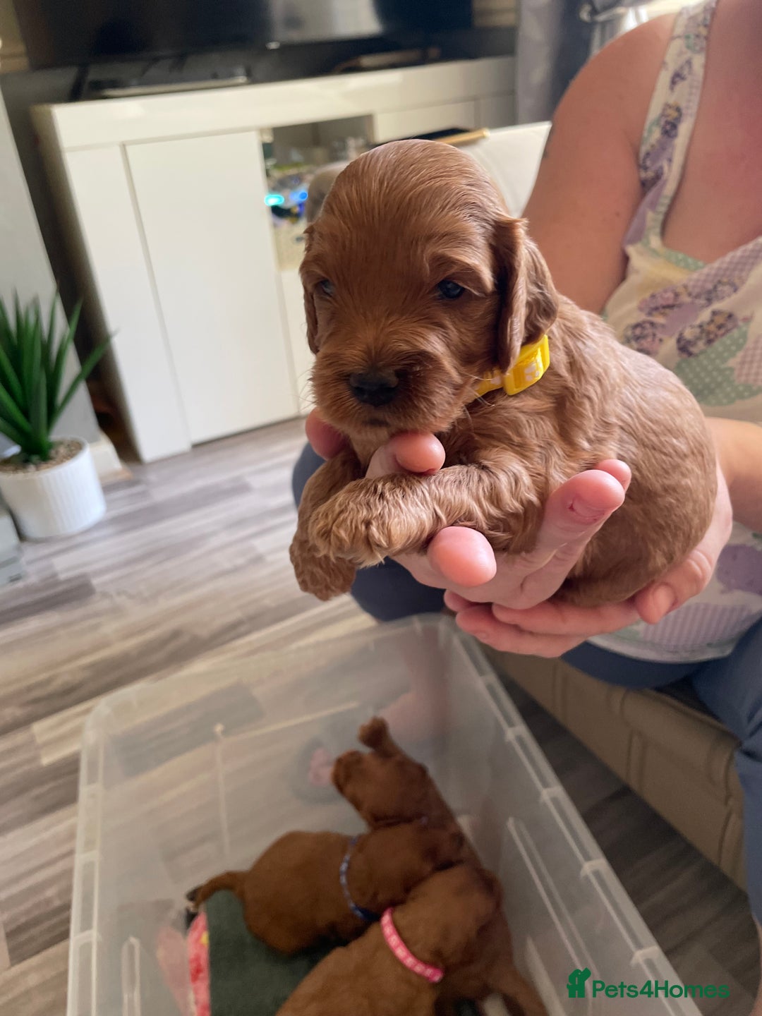 Cockapoo dogs for sale: * health tested through parentage*F1 Cockapoo - Image 4