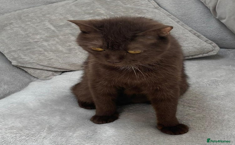 British Shorthair cats British short haired kittens  - Advert 4