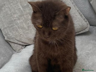 British Shorthair cats British short haired kittens - Advert 2