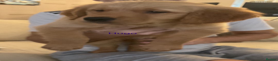 Golden Retriever Puppy 9