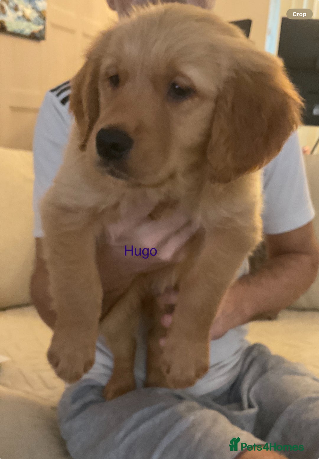 Golden Retriever dogs for sale: Ready Now Golden Retriever Puppies - Image 9