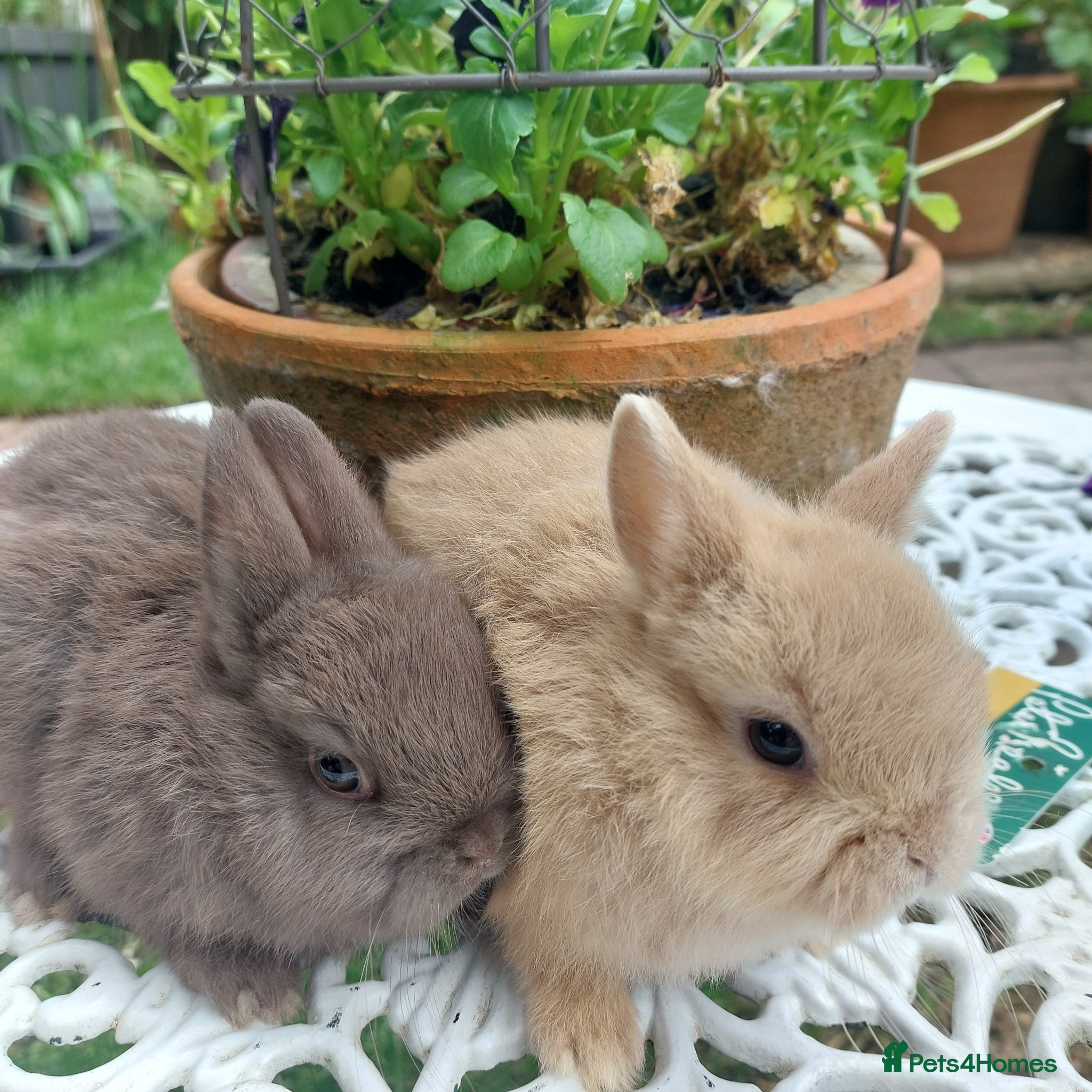 Netherland Dwarf rabbits for sale: NEATHERLAND DWARF BABIES  - Advert 5