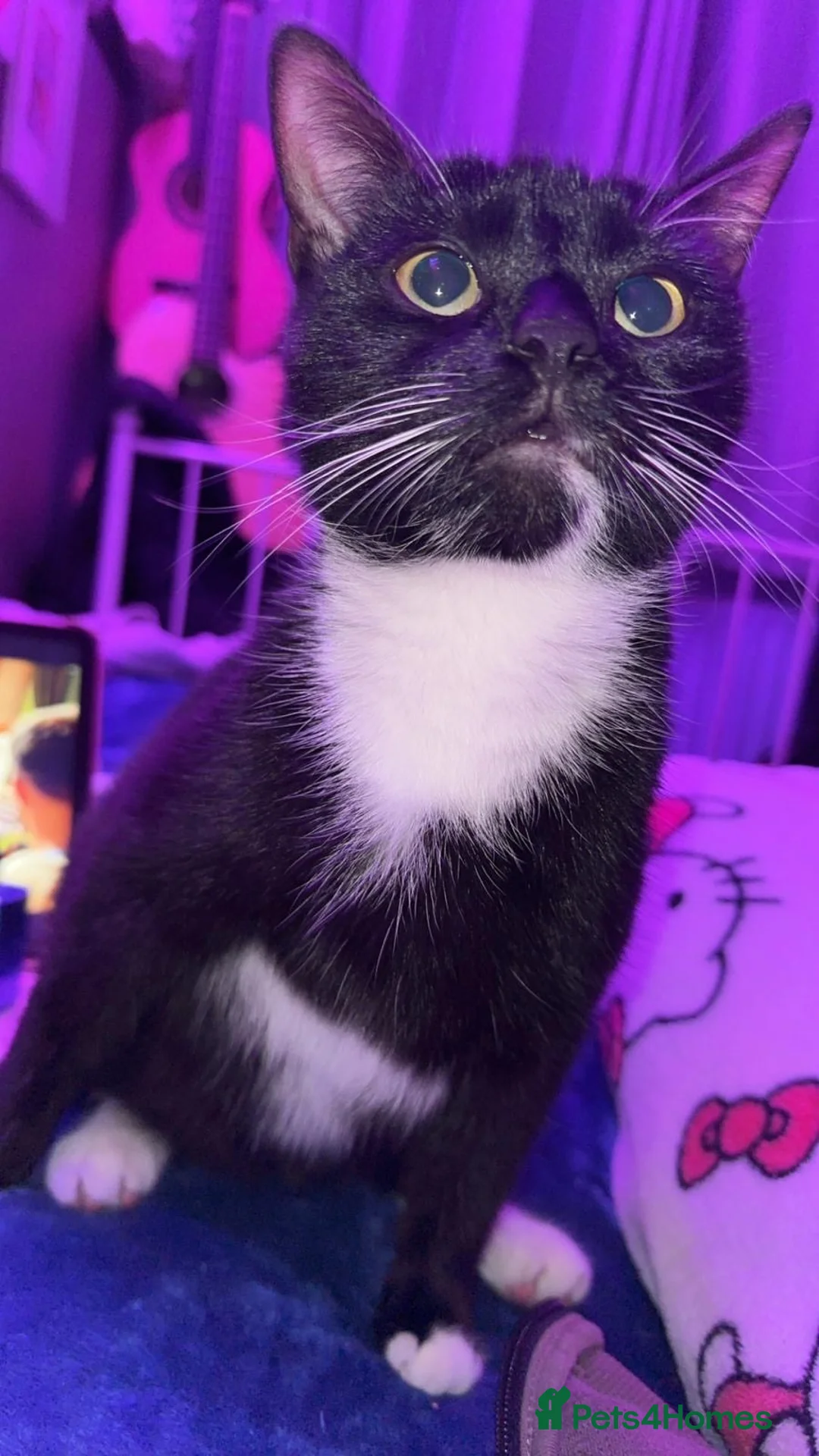 British Shorthair cats for sale: 8 week old kittens in Liverpool - Advert 1