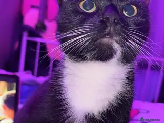 British Shorthair cats 8 week old kittens in Liverpool - Advert 7