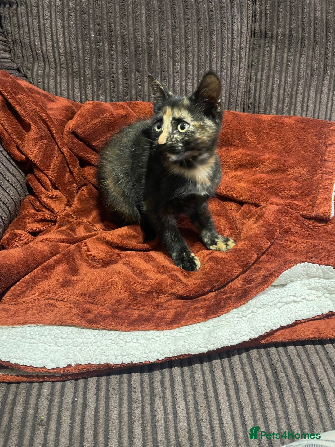 Mixed Breed cats for sale: Mittens (Free) - Image 2