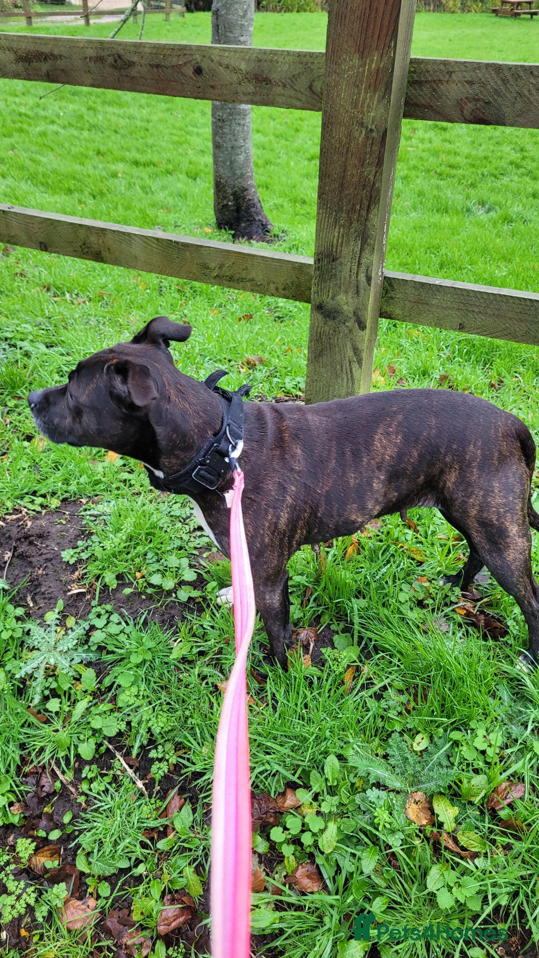 Staffordshire Bull Terrier dogs for sale: Mature Female Staffy - Advert 4