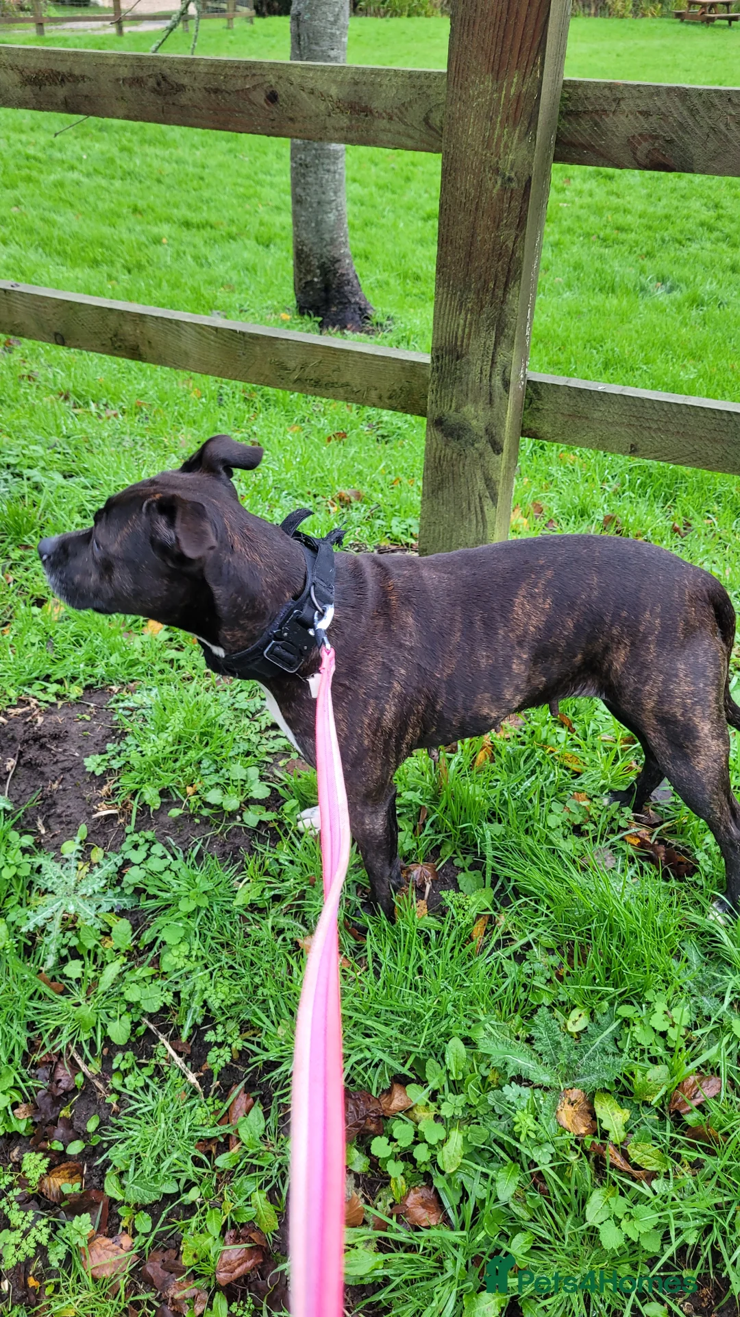 Staffordshire Bull Terrier dogs for sale: Miss piggy 7 year old female staffy  - Advert 5