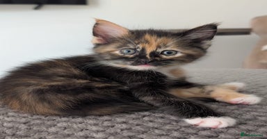Maine Coon cats - Advert 4